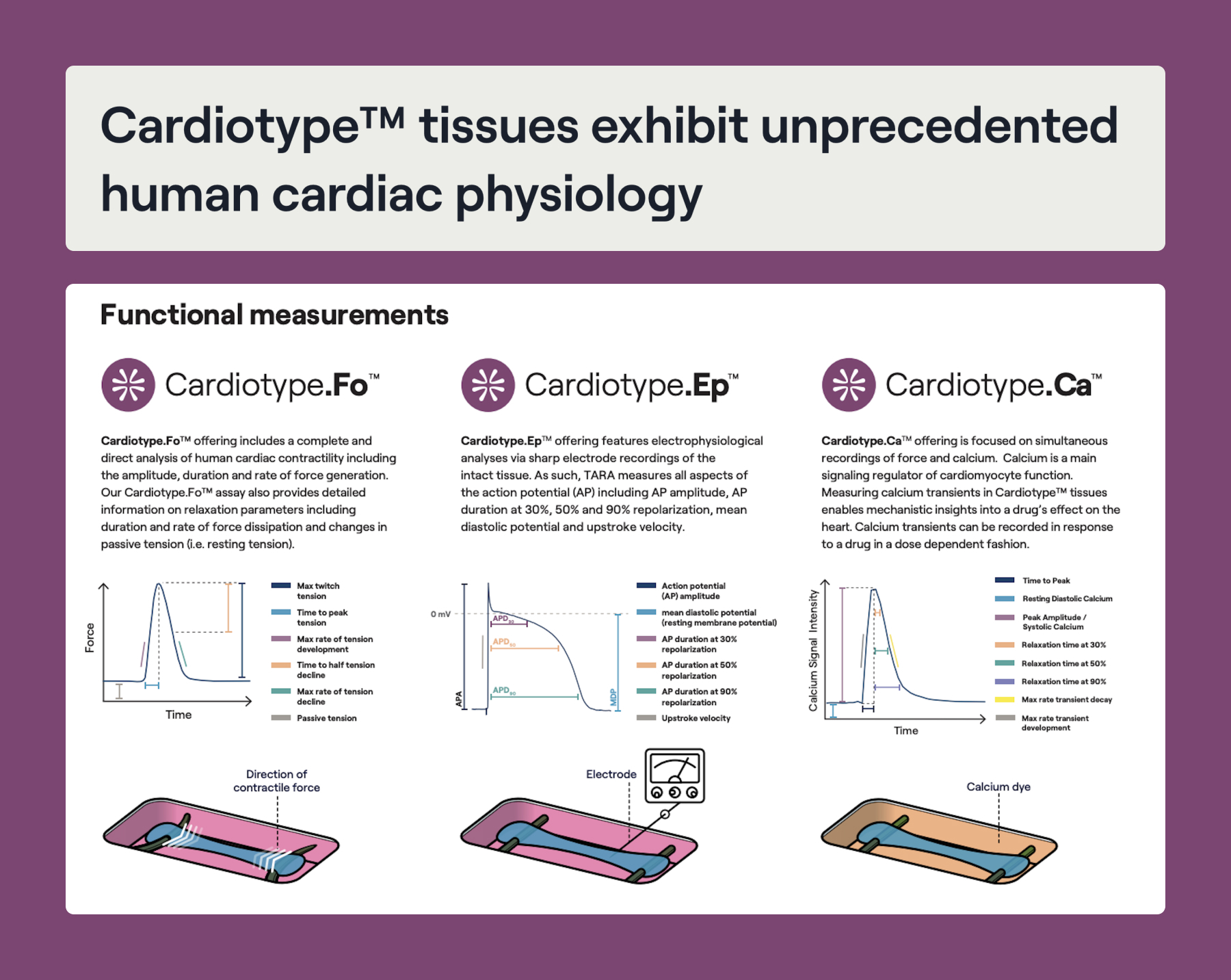 Examples of the Cardiotype name in use. The first is a headline that reads "Cardiotype™ tissues exhibit unprecedented human cardiac physiology". The second is a graphic showing measurements of the different sub-products: Cardiotype.Fo™, Cardiotype.Ep™, and Cardiotype.Ca™.